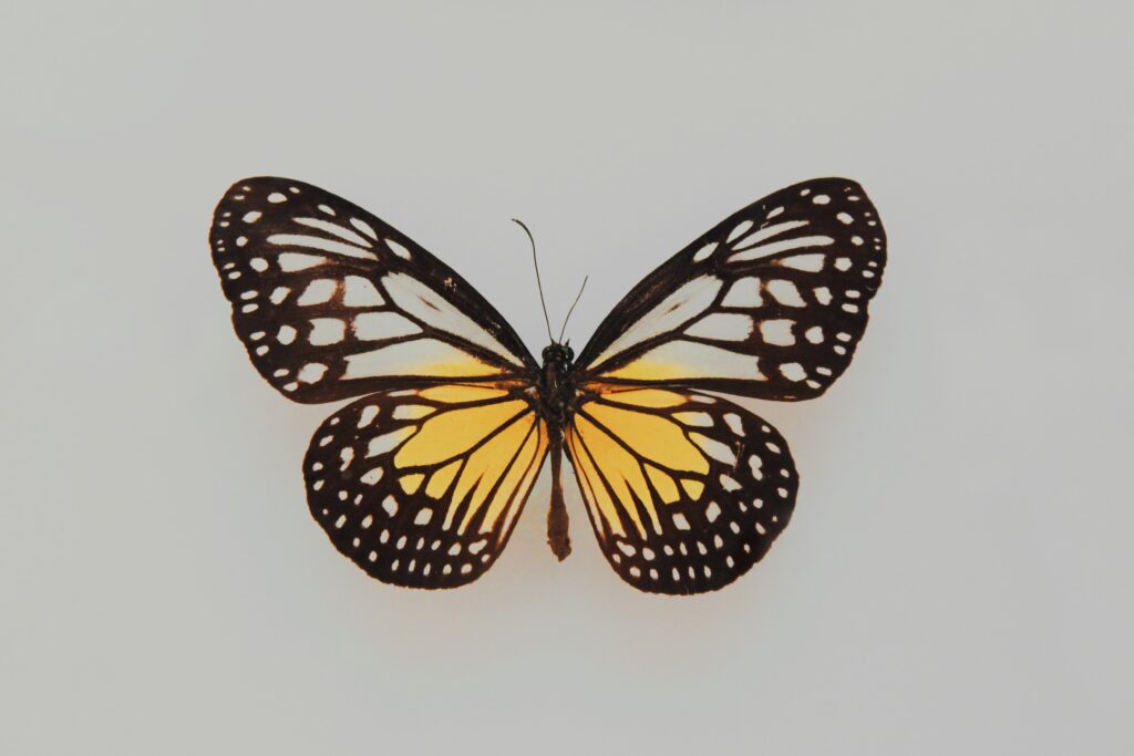 What Is the Butterfly Effect and How Do We Misunderstand It?