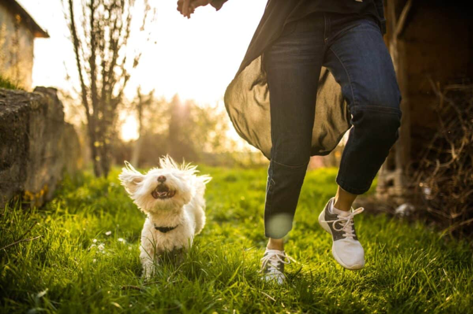 The Health and Mood-Boosting Benefits of Pets