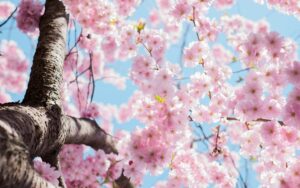 Five ways Spring can help your health Bloom!
